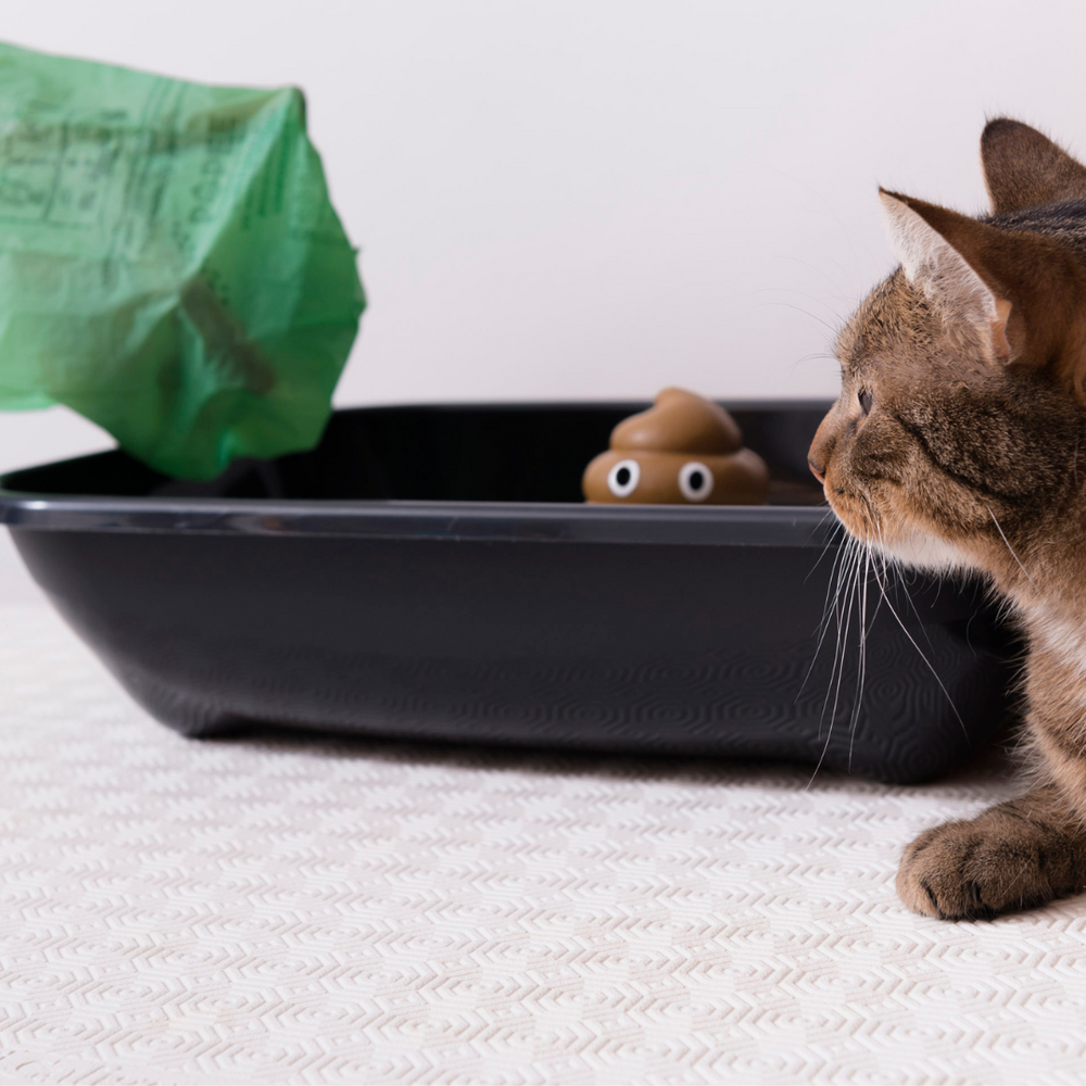 sacs à litière chat
